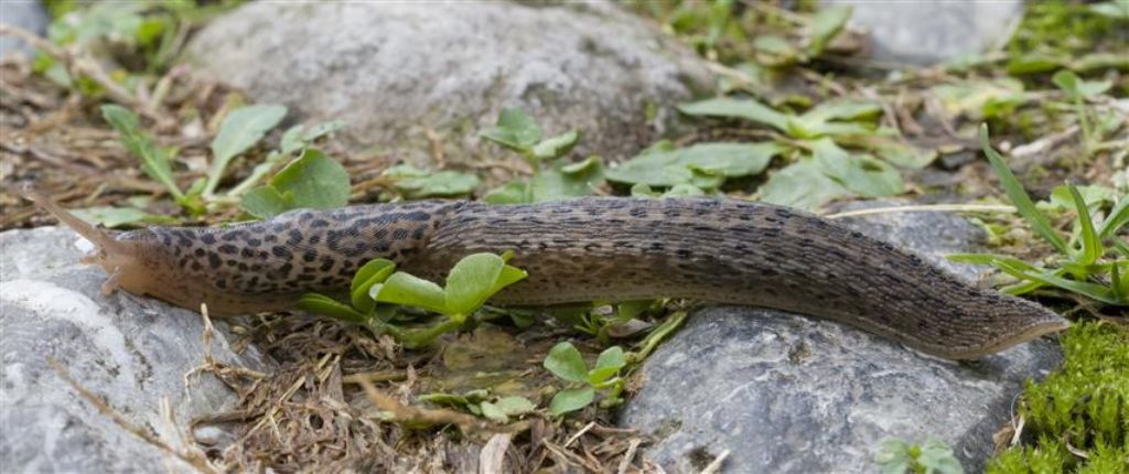 Limax maximus